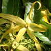 Ylang Ylang