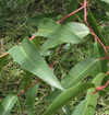 eucalyptus