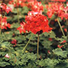 geranium