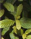 menthe