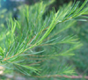 arbre de th